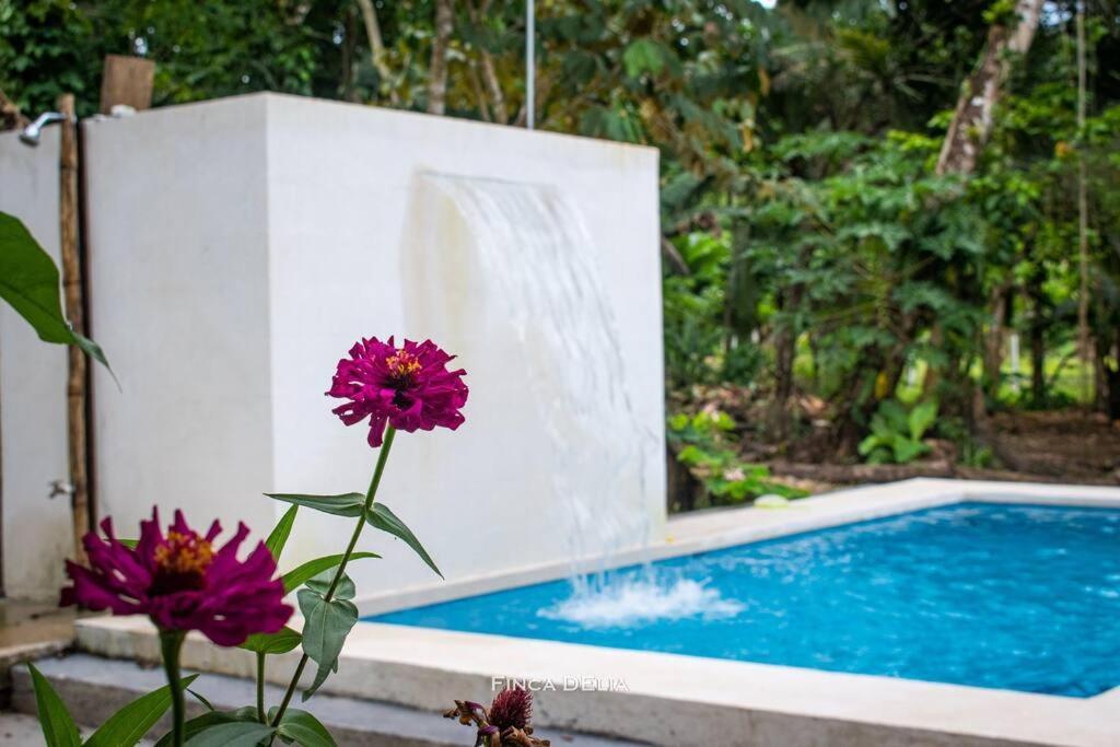 Finca D'Elia Lodge Puerto Limon Exterior photo